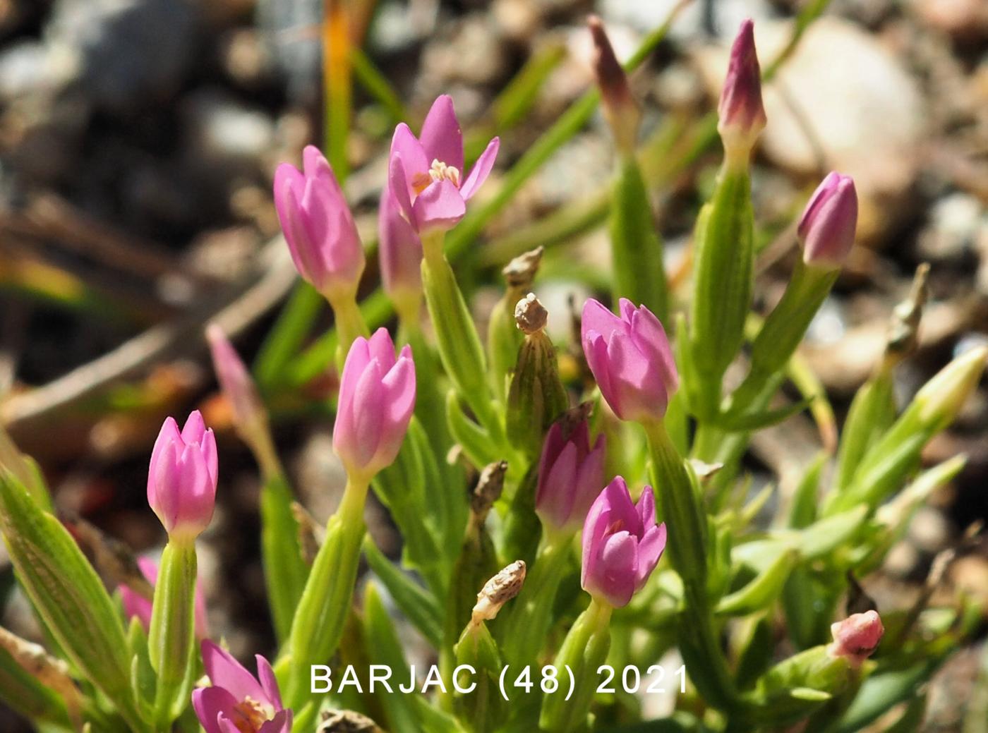 Centaury, Lesser flower